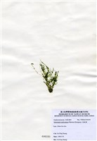 藏品(指枝藻)的圖片